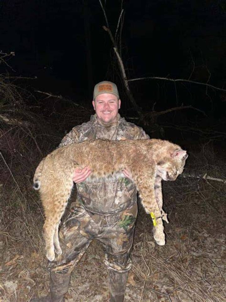 Can you shoot Bobcats in NY?
