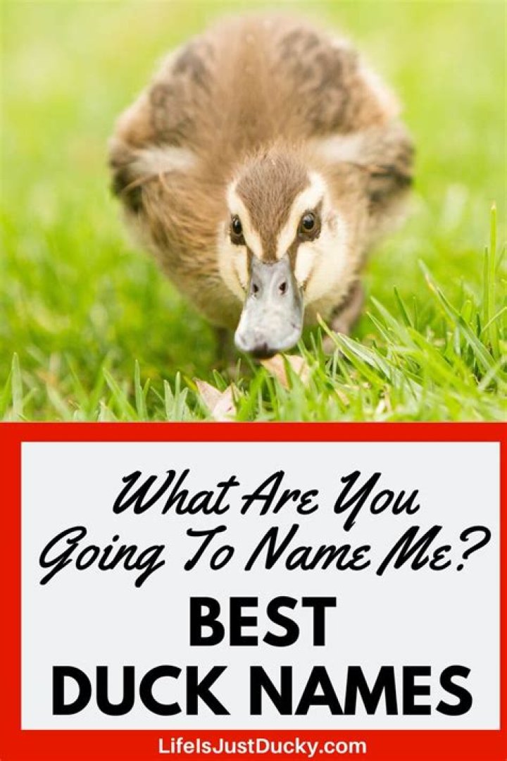 Discover Hilarious Duck Names For Your Feathered Friend