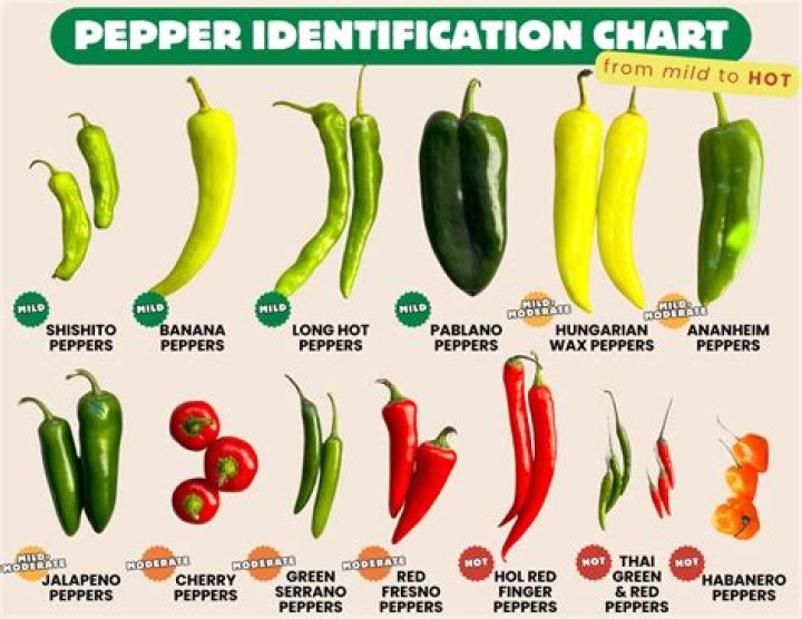 Discover The Secrets Of KC Peppers: A Culinary Delight