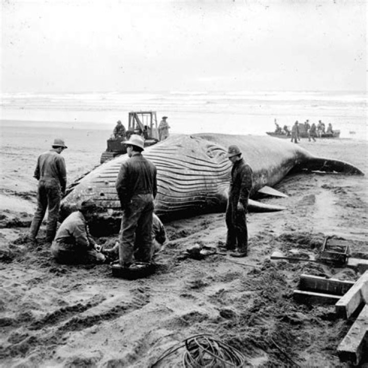 Discoveries From The Tragic Whale Incident In Hawaii