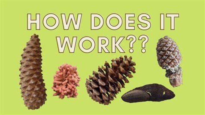 Gymnosperm Life Cycle: How do pine trees reproduce?