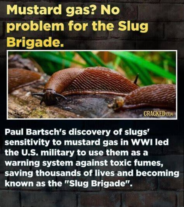 How A Brigade Of Slugs Saved Lives In WWI