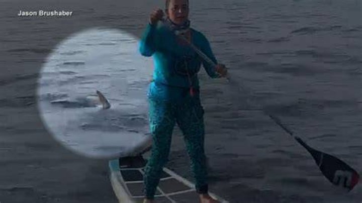 Shark Encounters In Cocoa Beach