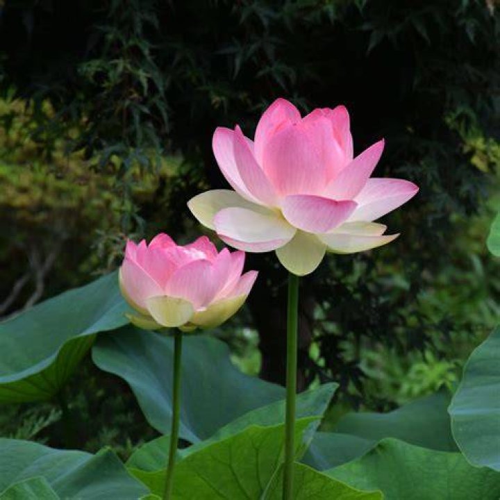 Uncover The Multifaceted World Of Lacy Lotus: A Journey Of Discovery