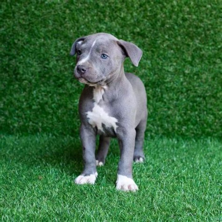 Unleashing The Secrets Of Blue Pitbull Puppies: A Journey Of Discovery