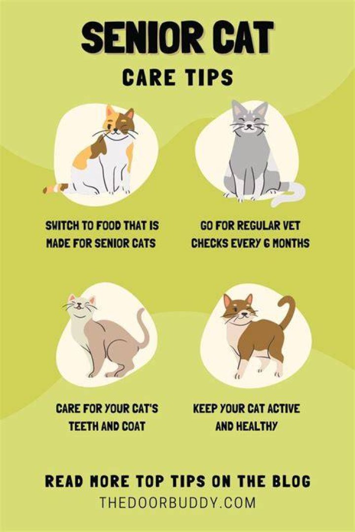 Unveiling Humane Solutions For Senior Cats Facing End-of-Life Challenges