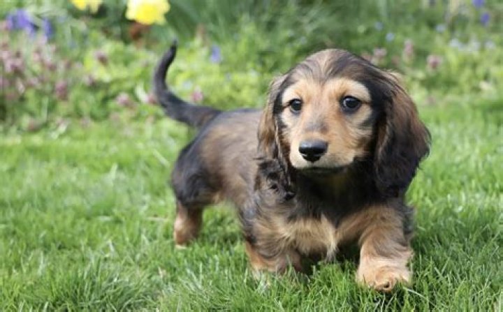 Unveiling The Enchanting World Of Miniature Long Haired Dachshunds