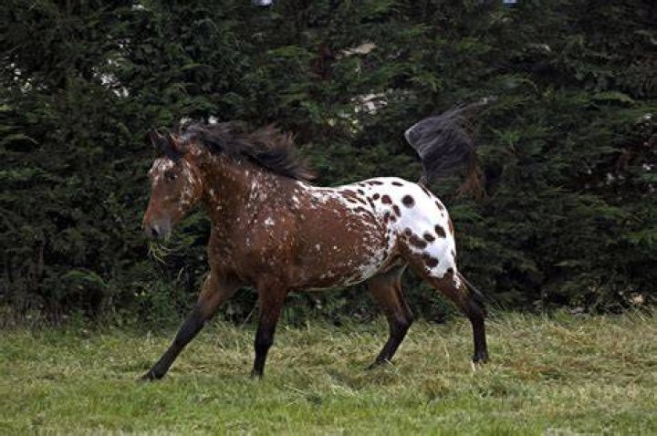 Unveiling The Harper Finn Horse Accident: Insights And Discoveries