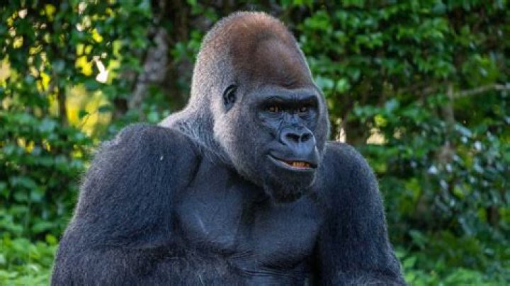 Unveiling The Secrets Of Gorilla Teeth: Before And After