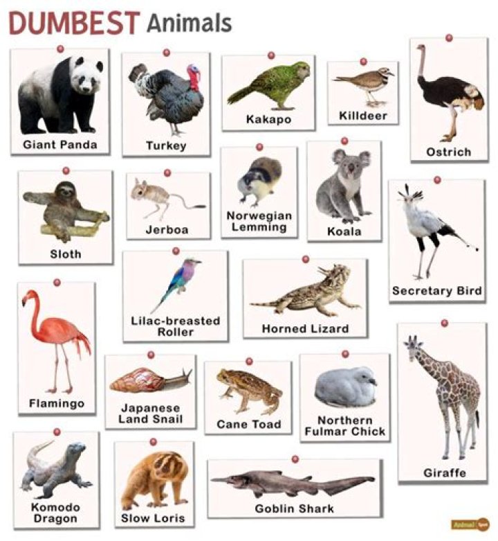 Unveiling The Surprising Truths Behind The "Dumbest" Animals