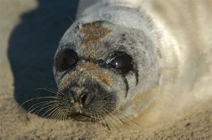 What's Wrong With Seal Face